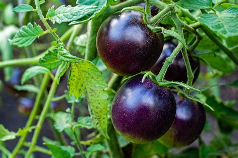 Purple tomato. Things To Know About Purple tomato. 